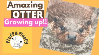 Amazing Otter FROM BABY TO TEEN! Otter raised as a PET! The Cutest OTTER Ever! #shorts