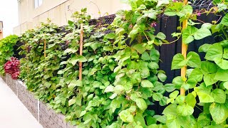 ഞങ്ങളുടെ പച്ചക്കറി തോട്ടം കാണാം || Backyard vegetable garden Melbourne