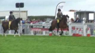 Lewi. For your ENTERTAINMENT. Lewi strutting his stuff at Anglesey county show.