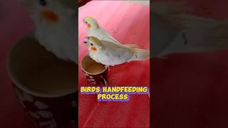 How to hand feed Birds | Birds handfeeding | #birds  #birdsofprey