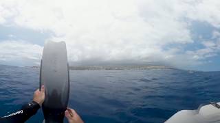 Plongée avec les baleines et les dauphins en 360° VR video