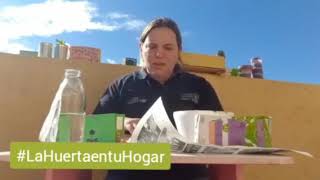 #huertaentuhogar sección: “cebolla de verdeo”