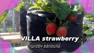 strawberry gratis di tempat wisata khusus pengunjung