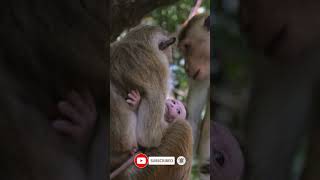 Mother and Baby Monkey