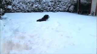 Tibetan terrier Frida first time on snow