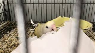 Lovebird collects paper in her wings to bring back to nest box