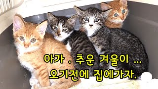 하수구에 들어가 숨어 있던 새끼고양이 5섯마리 구조