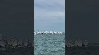 Sarasota sailing regatta green fleet starting line sailfest24 #sailing #sarasota