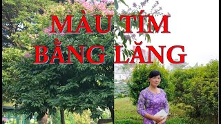 Màu Tím Bằng Lăng- Thu Trang, Linh Tiến