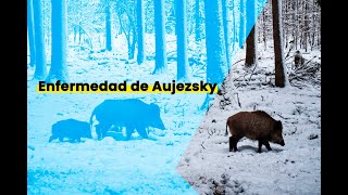 59. Picor furioso, pseudorabia y Aujeszky #Enfermead de #Aujeszky #Veterinaria #Veterinario