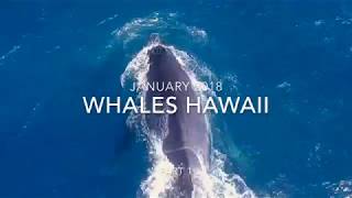 Whales Hawaii January 2018 Part 1: DJI Mavic Pro Drone Footage