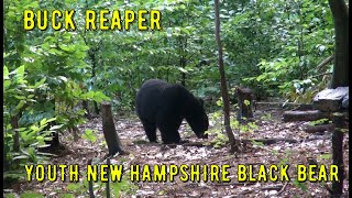 BEAR HUNT IN NEW HAMPSHIRE