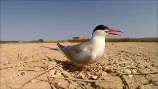 Navadna čigra-Sterna comune-Common Tern