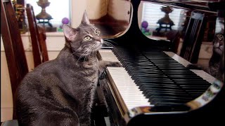 😊 Relaxing Piano Jingles 🎵