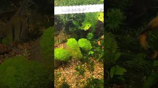 Aquarium filled with aquatic plants #aquascape