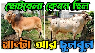 আদরের গরু দুইটার কথা মনে পড়ে || মাল্টা আর চুলবুল এর ছোটবেলা || Purbasha Agro