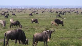 Grandes Migraciones de Ñus en el Serengeti महान प्रवास