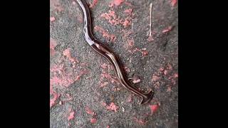 Hammerhead Worm(Humbertium proserpina) #bug #worm #hammerheadworm