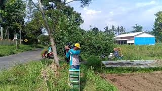 Bermain dan Melatih Burung Merpati Balap di Sawah