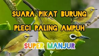 Suara pikat burung pleci paling jitu dan ampuh#pikatanburung