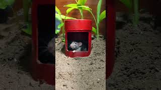 Cat Loves Short Games Mouse Episode 2 | Mouse sounds for cat Love - Paul Bardor #cattv #catgames