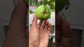 Jambu Kristal umur 4 bulan sudah berbuah di Planterbag😍