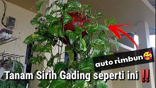 Tanam Sirih Gading seperti ini‼️,, auto tampak rimbun dan cantik