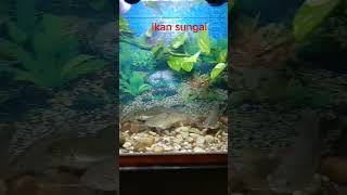 ikan sungai indonesia#mancingmaniaindonesia #ikanhias #shortvideo