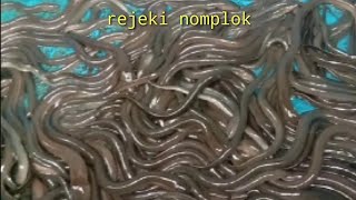 Rejeki nomplok belut rawa