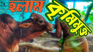 খামারের গরুদের কৃমিনাশক বোলাস খাওয়ালাম || Purbasha Agro