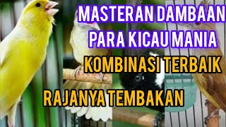 Masteran handal murai batu/kacer dan burung kicau lainnya#masteranburung