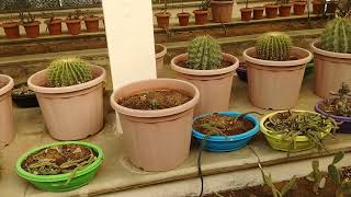 Cactus Plant Gallery / Cactus Collection / Science City Ahmedabad Gujarat / Different Types Cactus