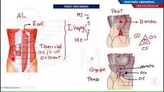 Anatomia abdominal parte 1- Ciencias basicas