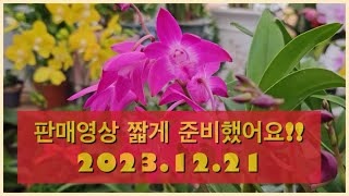 짧은 판매영상 후딱 올리고 갑니다 #호주매화 #환타지아 #서양난