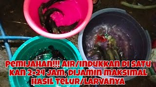 PEMIJAHAN INDUKKAN JANTAN/BETINA PAPUYU, AIR/INDUKKAN BERSATU 2×24JAM TELUR/LARVA JADI SEMUANYA