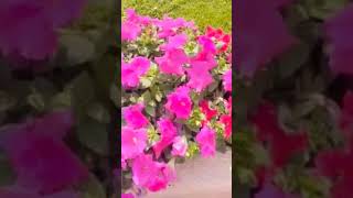 zindagi rangeen jab hote hai jab aap k  aas paas itne pyare colour full flowers 🌺🌹🌹🌹 ho #subscribe