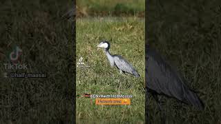 #nature #photography #wildlife #adventure #safari guided by #halfmaasai #beautiful #wild #travel