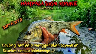 casting hampala menggunakan topwater sugai mruwe Yogyakarta