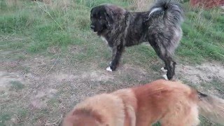 Caucasian Shepard playing