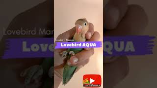 Pesona Lovebird Aqua yg lagi di cari || perbedaan visual Aqua - Ciri fisik aqua