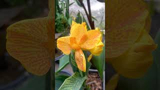 Canna lily Hi world.🌷 #cannalily #thailand #bangkok