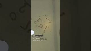 Dengue mosquito larvae spinning in water #aedes #denguemosquito #larva #mosquito #dengue #shorts