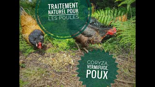 Traitement naturel pour les poules - vermifuge avec terre de diatomée et ail , coryza avec le thym