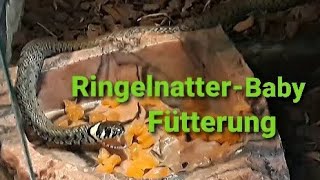 Ringelnatter-Baby Fütterung. #schlange #ringelnatter #natrix #snake #snakes