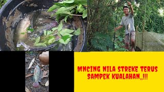 part2|| mancing nila auto strike berkali kali