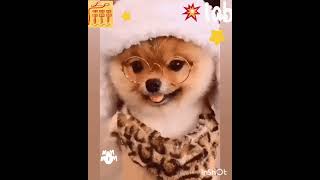 #Shorts funny animals, prank, приколы с животными, смешные животные