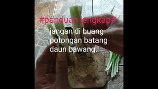 Cara menanam daun bawang langsung dari batangya