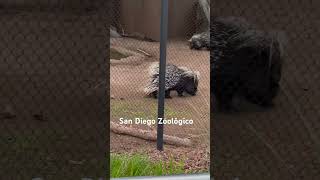 San Diego zoológico!