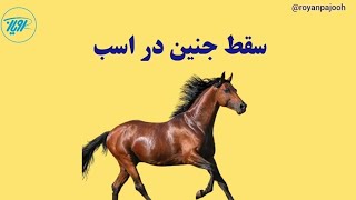 سقط جنین در اسب