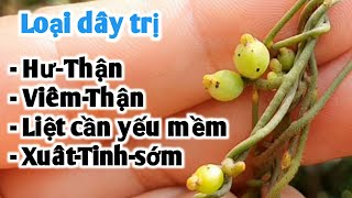 Bài thuốc trị Viêm hư thận, liệt cần, tảo tiết, viêm đường tiết niệu. PHAN HẢI Vlog